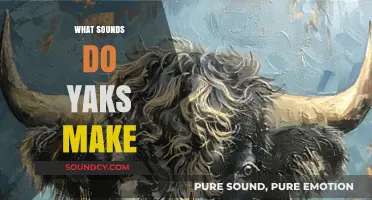 Unveiling the Unique Vocalizations: What Sounds Do Yaks Make?