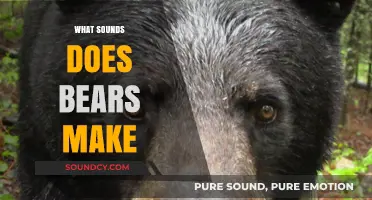 Unveiling the Unique Vocalizations: What Sounds Do Bears Actually Make?