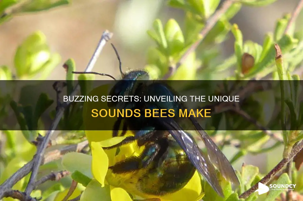 what sounds does bees make
