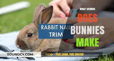 Discover the Adorable and Unique Sounds Bunnies Make