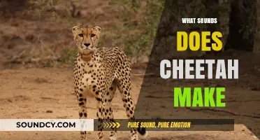 Unveiling the Unique Vocalizations: What Sounds Does a Cheetah Make?