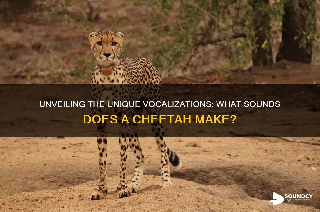 what sounds does cheetah make