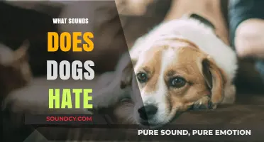 Uncover the Noises Dogs Despise: Sounds That Drive Dogs Crazy