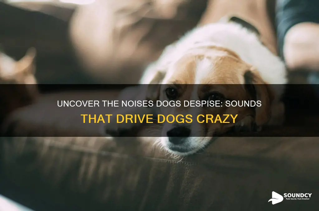 what sounds does dogs hate