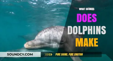 Exploring the Unique Vocalizations: What Sounds Do Dolphins Make?