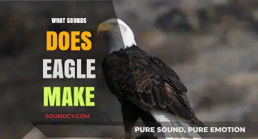 Exploring the Majestic Eagle's Unique Vocalizations and Calls in Nature