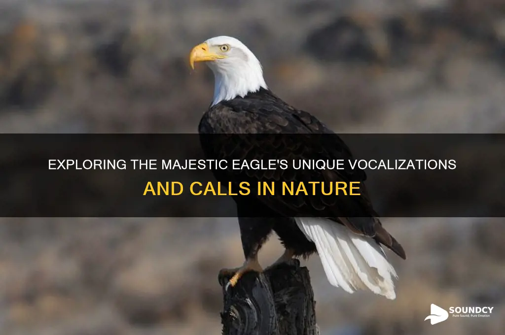 what sounds does eagle make