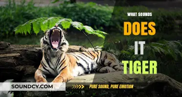 Unveiling the Majestic Roars: What Sounds Does a Tiger Make?