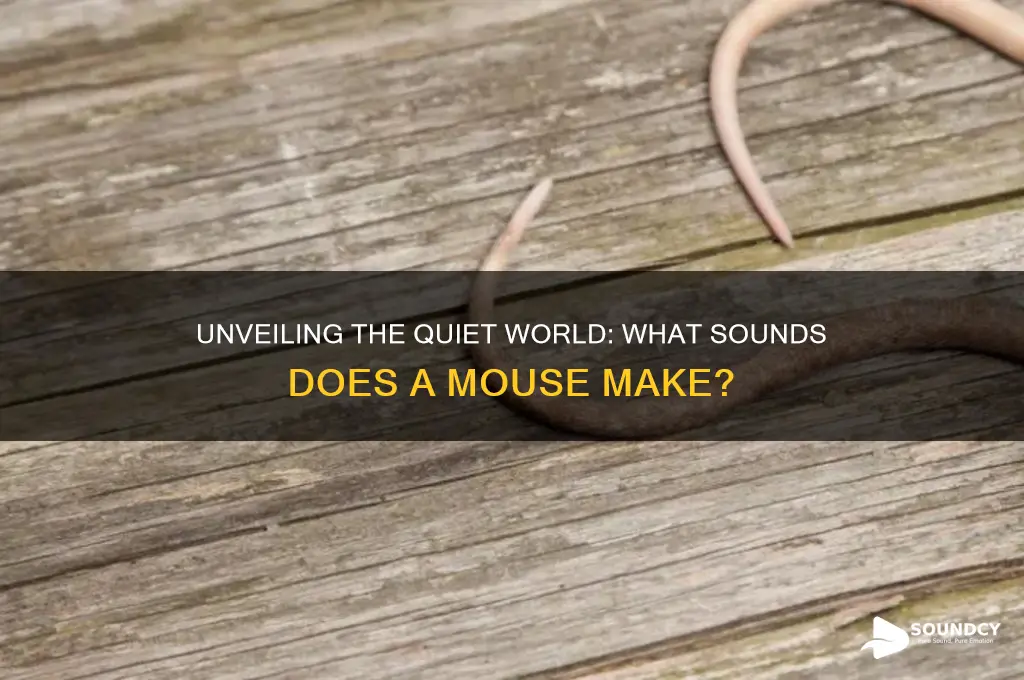 what sounds does mouse make