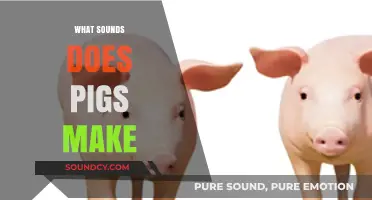 Oinks and Grunts: Decoding the Vocalizations of Pigs