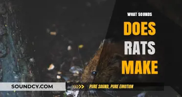 Unveiling the Noises: Understanding the Sounds Rats Make and Their Meanings
