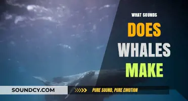 Exploring the Mystical Underwater Symphony: What Sounds Do Whales Make?