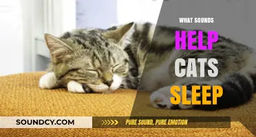 Purr-fect Slumber: Sounds That Help Cats Sleep Peacefully