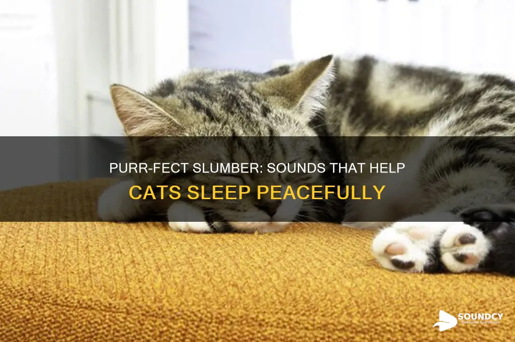 what sounds help cats sleep
