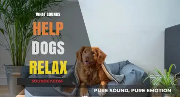 Calming Canine Sounds: Relaxing Noises to Soothe Your Stressed Dog