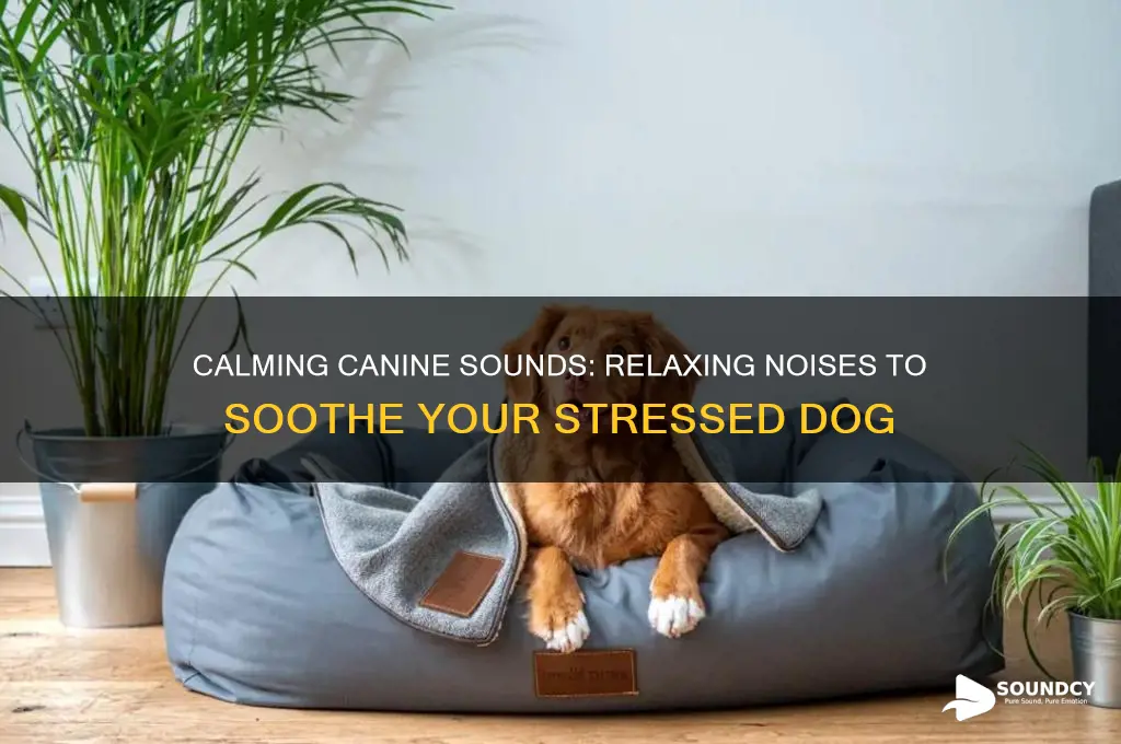 what sounds help dogs relax