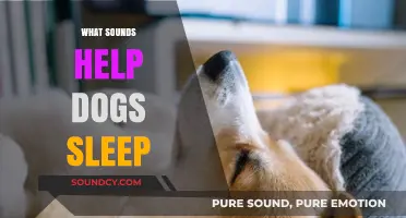Soothing Sounds: What Helps Dogs Sleep Peacefully at Night