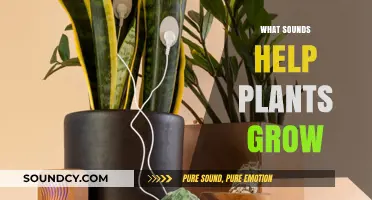 Melodies for Growth: Exploring Sounds That Boost Plant Development