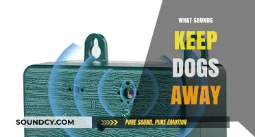 Effective Noises to Deter Dogs: Safe Sounds That Keep Canines Away
