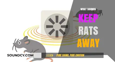 Effective Sounds to Repel Rats: Natural Deterrents for Rodent Control