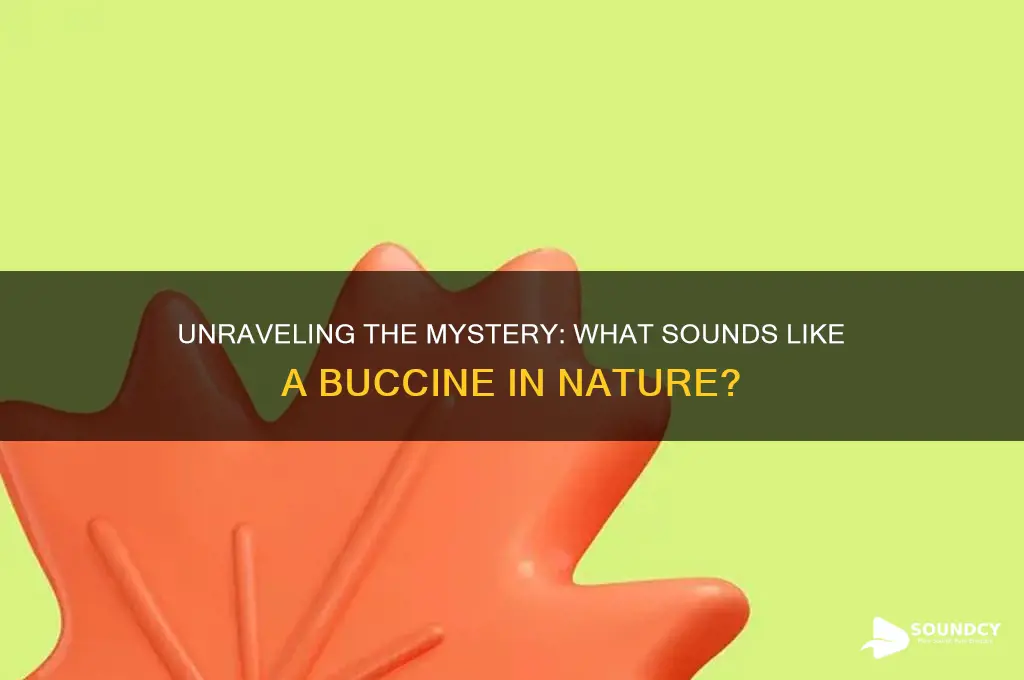 what sounds like a bucinne