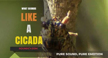 Unveiling the Buzz: What Sounds Like a Cicada in Nature