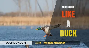 Quacking Conundrums: Unraveling Sounds That Mimic a Duck's Unique Call