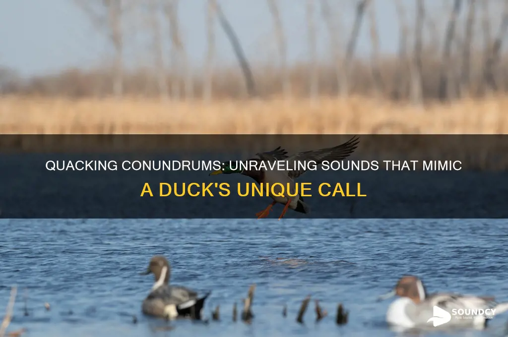 what sounds like a duck