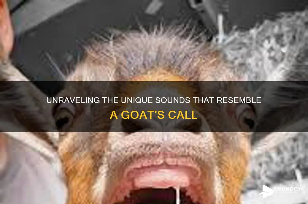 what sounds like a goat