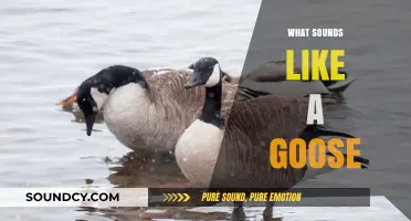 Honks and Whistles: Identifying Sounds That Resemble a Goose