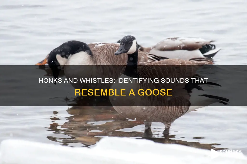 what sounds like a goose