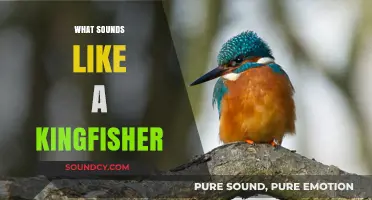 Identifying the Unique, Sharp Whistling Call of a Kingfisher Bird