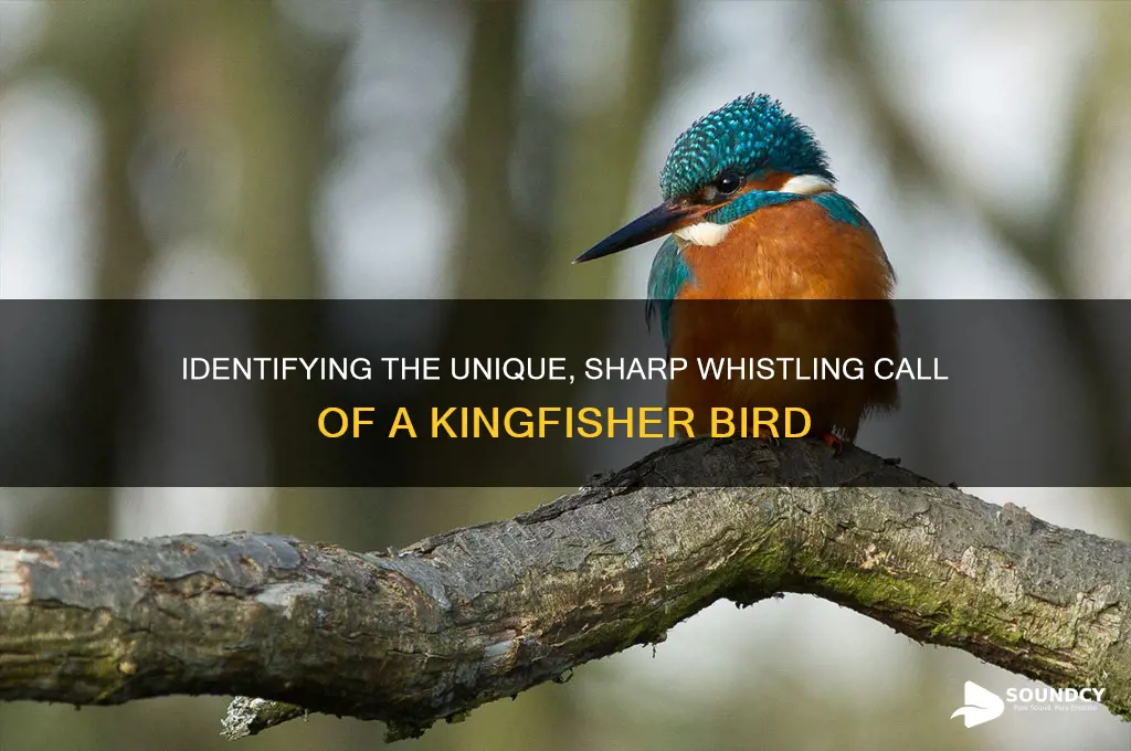 what sounds like a kingfisher