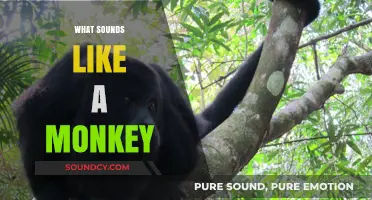 Unraveling the Jungle's Chatter: What Sounds Like a Monkey?