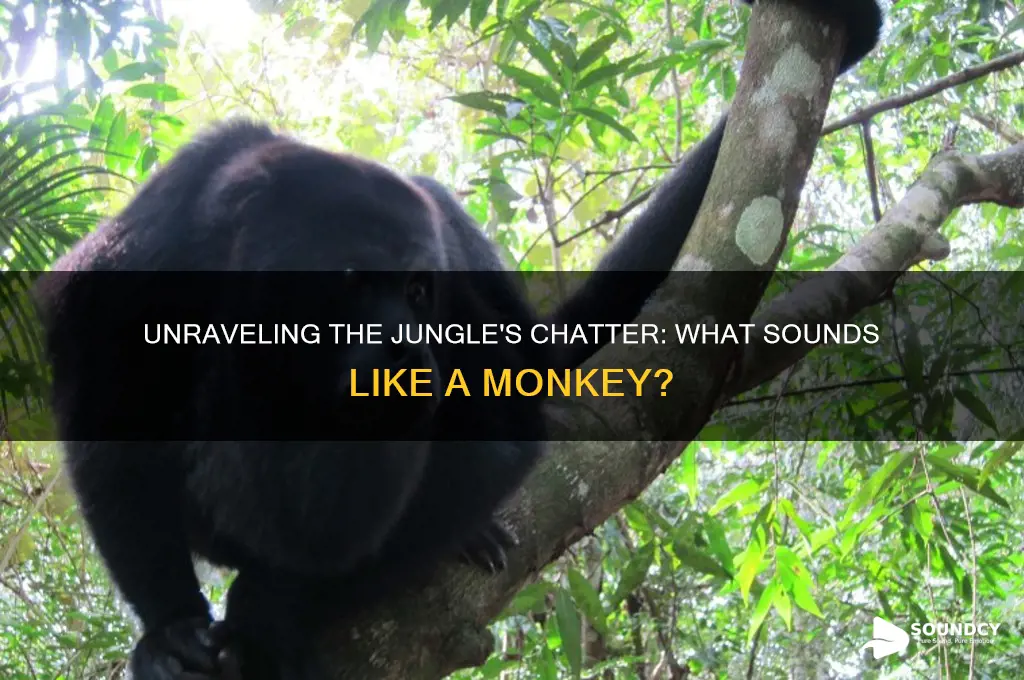 what sounds like a monkey