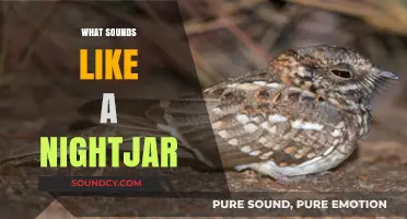 Unveiling the Mysterious Calls of Nightjars: A Sonic Exploration