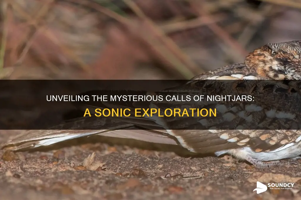 what sounds like a nightjar