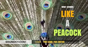 Unveiling the Unique Call: What Sounds Like a Peacock?