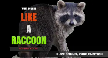 Identifying Raccoon-Like Noises: What Sounds Like a Raccoon in the Wild