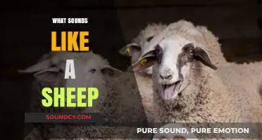 Unraveling the Unique Sounds of Sheep: Baa-rking Basics and Beyond