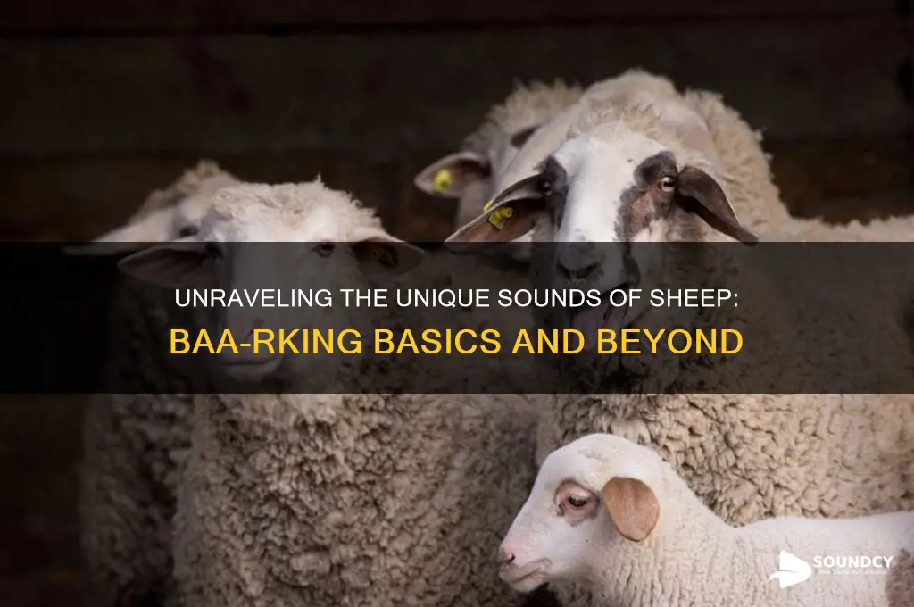 what sounds like a sheep