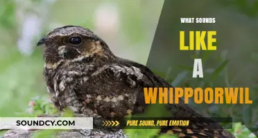 Identifying the Whippoorwill's Unique Call and Similar Bird Sounds