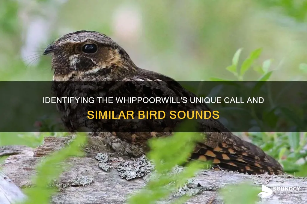 what sounds like a whippoorwill