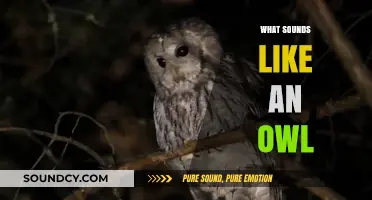 Unveiling the Night's Mystery: What Sounds Like an Owl?