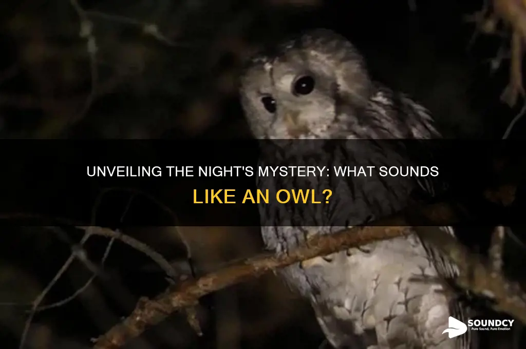 what sounds like an owl
