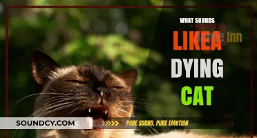 Unraveling the Mystery: What Sounds Like a Dying Cat Explained