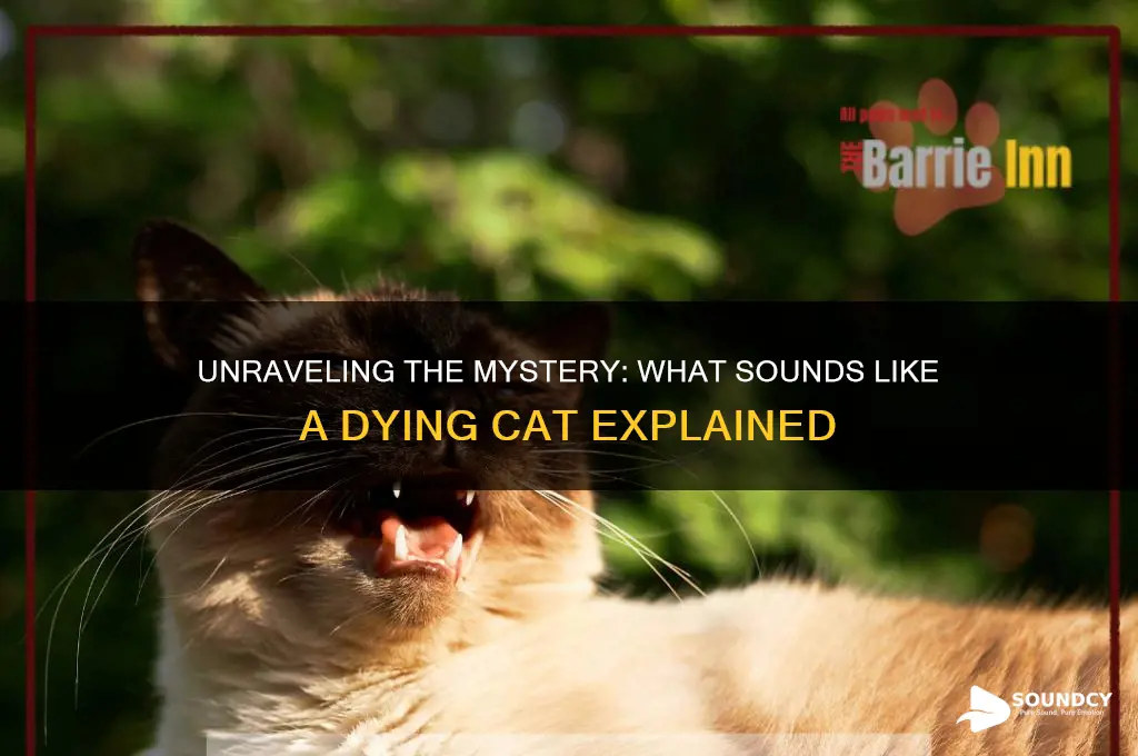 what sounds likea dying cat