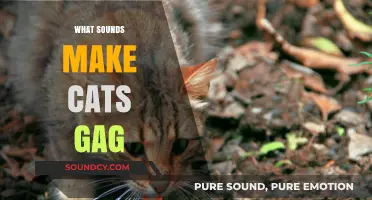 Unusual Sounds That Trigger Cats' Gag Reflex: What to Avoid