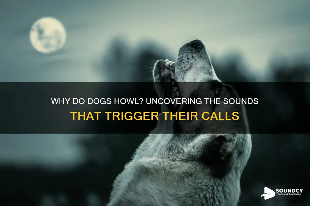 what sounds make dogs howl
