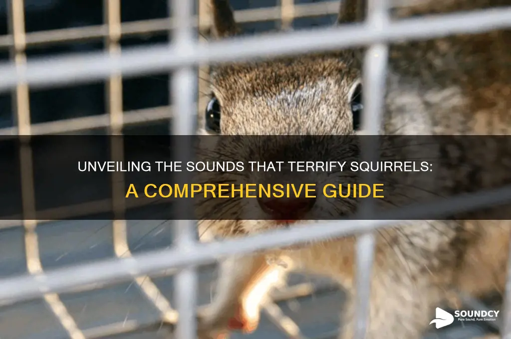 what sounds make squirles scared